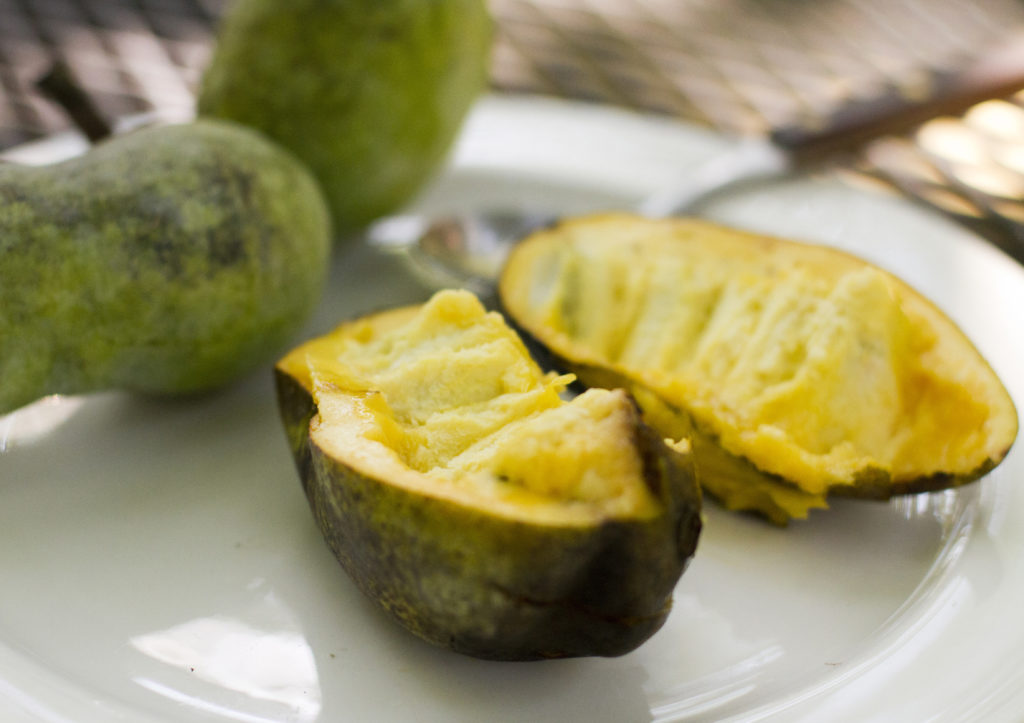 Pawpaws easy to grow, even in the Midwest News, Sports, Jobs